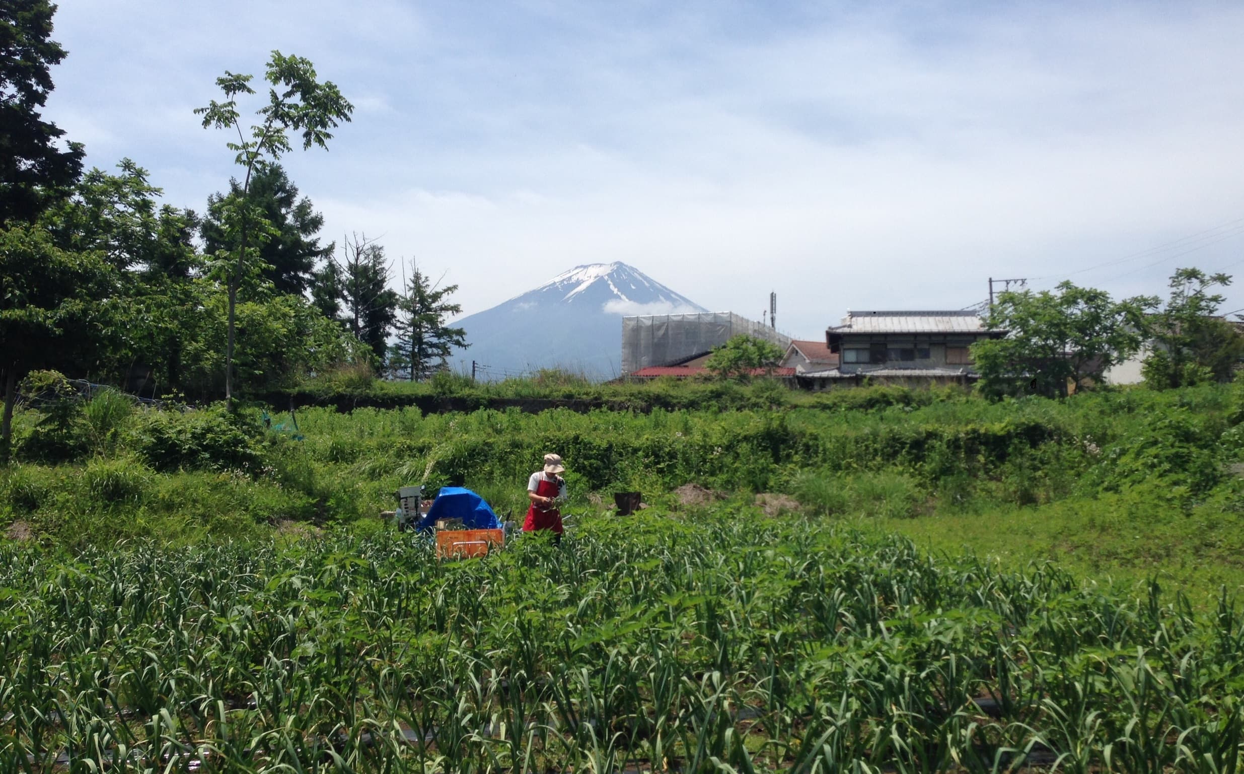 富士山を望む河口湖の畑