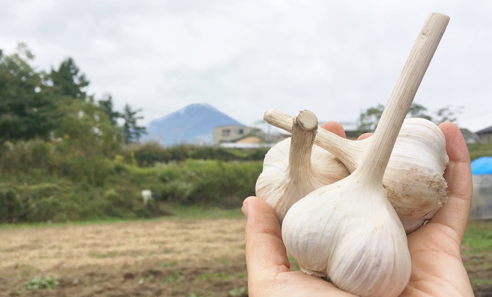 収穫した白いにんにくを手に持つ。背景は畑と山